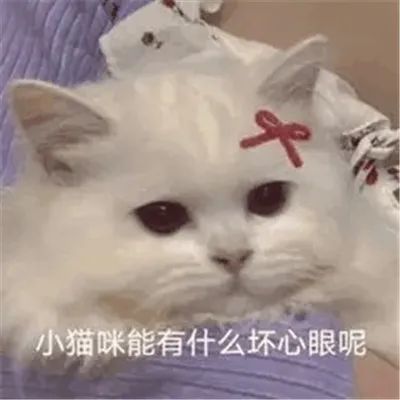 表情包:小猫咪能有什么坏心眼呢