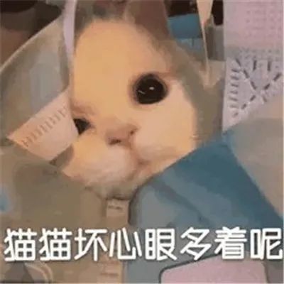 表情包:小猫咪能有什么坏心眼呢