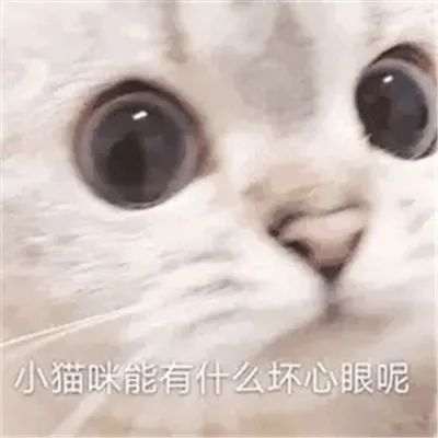 表情包:小猫咪能有什么坏心眼呢