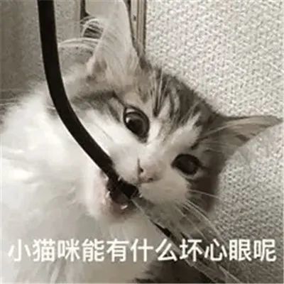 表情包:小猫咪能有什么坏心眼呢