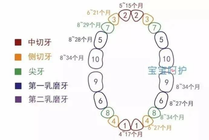 宝妈们可以参考下图:关于宝宝出牙顺序,一般是按照先下颌后上颌,由前