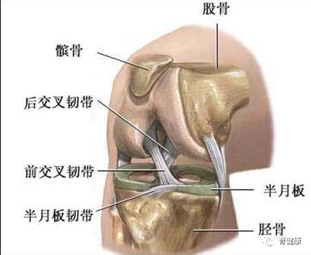 如图,股骨的内,外侧髁分别与胫骨平台的内,外侧髁相对应,中间由半月板