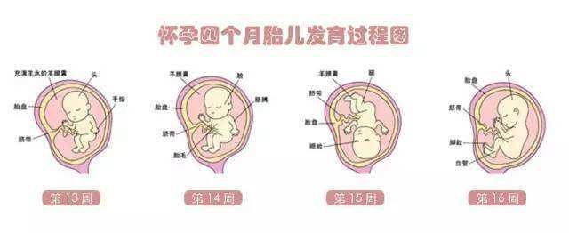 胎儿那么大,孕妇的内脏都跑哪了?看完这张图网友表示:心疼女人