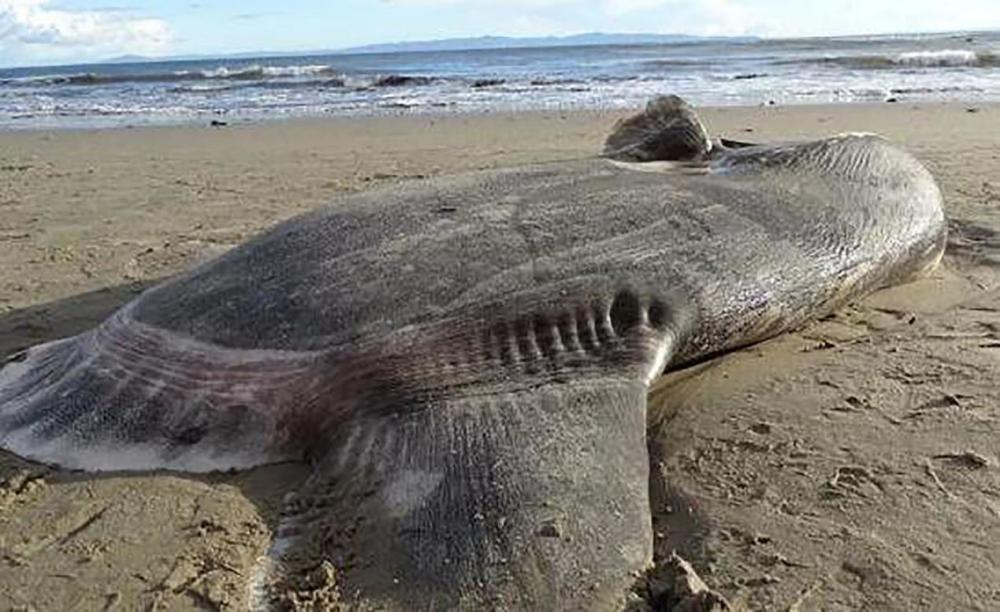 海滩出现神秘生物!深海巨兽为何搁浅,这是大自然给人类的警钟?