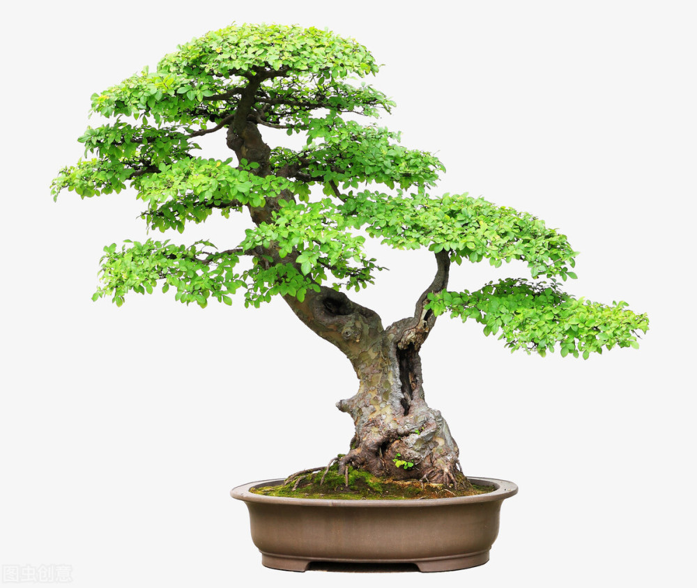 欣赏榆树盆景就要欣赏树疙瘩,掌握树疙瘩的形成方法,提升观赏度