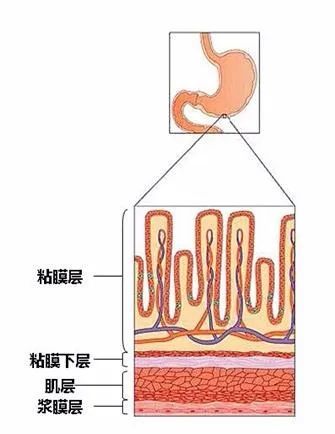 我们的胃壁分为四层,依次为 粘膜层,粘膜下层,肌肉层,浆膜层.