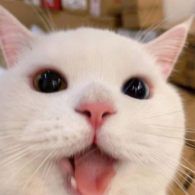 表情包今天也是萌萌的小猫咪鸭小猫咪能有什么坏心眼呢