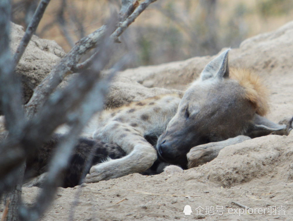 对比主要食腐的棕鬣狗,条纹鬣狗和土狼,斑鬣狗的牙齿是切肉断骨的锋利