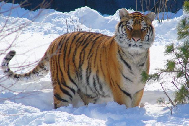 西伯利亚虎,就是我们所熟知的东北虎,东北林海雪原的山兽之君.