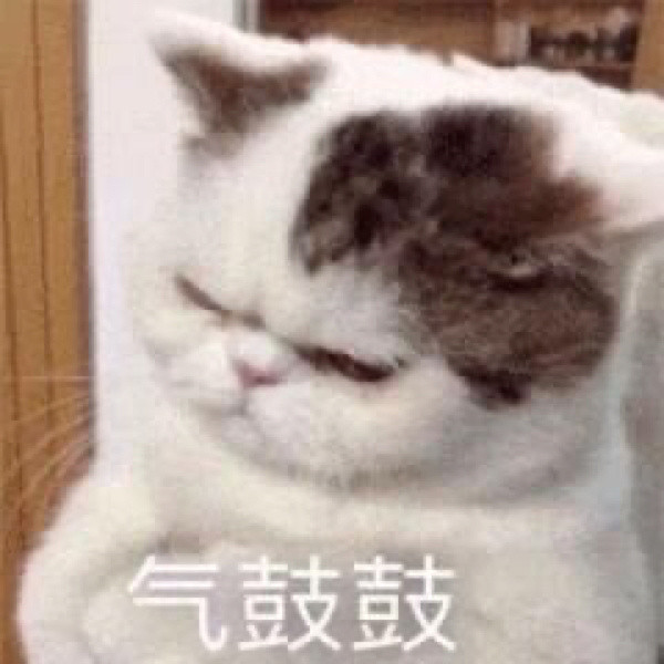 表情包大赏第一弹敲可爱的猫咪表情包你确定不要拥有嘛