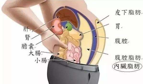 瘦成火柴人肚子不见瘦内脏脂肪多典型的瘦胖子