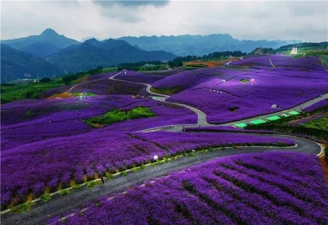 桐梓黔北花海.王印 摄