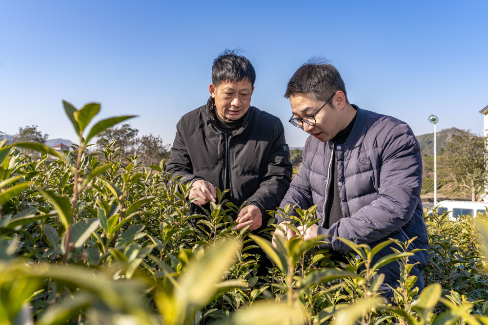 (资料图片)黄杜村是安吉白茶的核心产区.