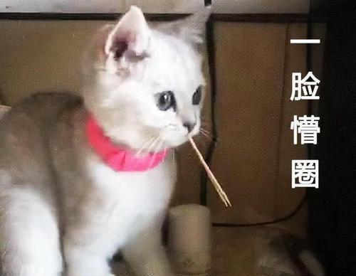 " 铲屎官之前是一直保持着憋笑的状态,直到看到猫咪这一脸蒙圈的表情