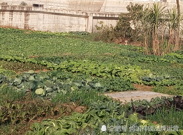 农村菜地莲花白自然风景风光图片欣赏莲花白可以做哪些菜品呢