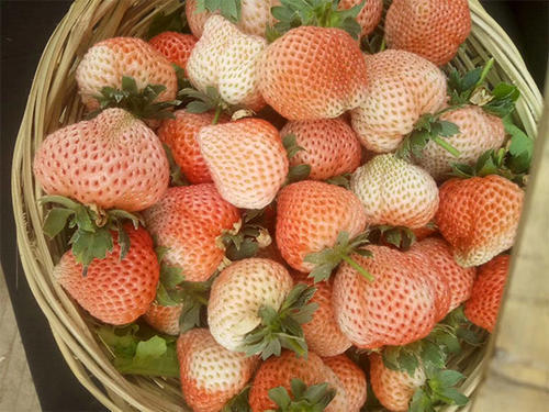 网上如何购买草莓?日本淡雪 丹东99 红颜 四川露天草莓哪个好吃?