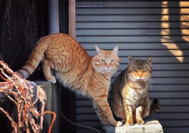 日本悠闲的猫岛之旅,与可爱猫咪相处,身心得到治愈