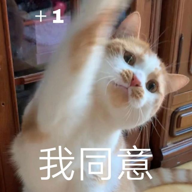 真的,骗你我是小猫咪