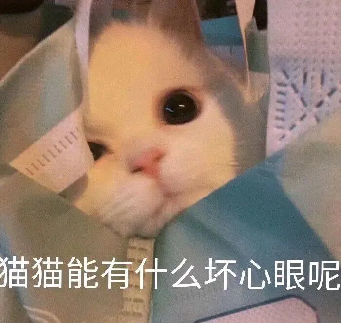 头像表情包丨小猫咪能有什么坏心思呢?