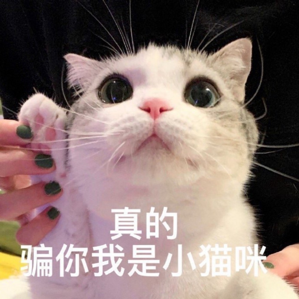 头像表情包丨小猫咪能有什么坏心思呢