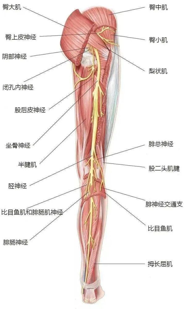 坐骨神经的起始段从 梨状肌下孔穿出骨盆之后走行在臀大肌深面,在