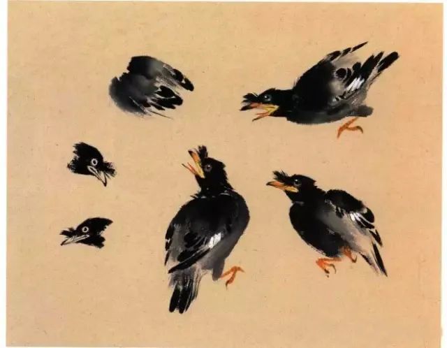 绶带鸟画法