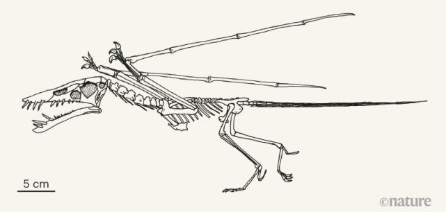 翼龙"近亲"新发现,软萌可爱叫"兔蜥"