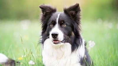 养了"学霸犬"边境牧羊犬,铲屎官:感觉智商受到了侮辱