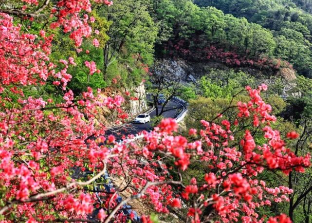 马鬃岭 映山红正艳