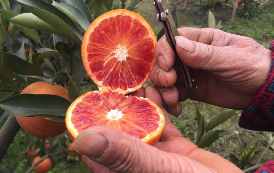 血橙是芸香科柑橘属下甜橙的一个栽培品种植物.