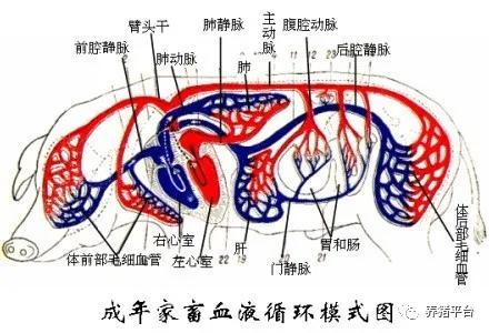 肝门静脉和下腔静脉又称门腔静脉,它是肝脏与其他部位血液循环的联结