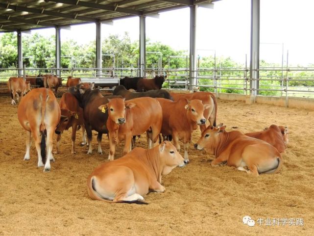 中国创造《实践肉牛饲养技术标准》