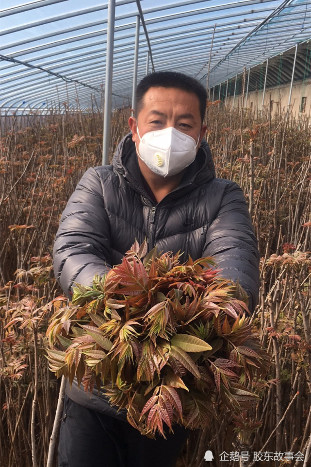 今年是观里合作社种植香椿的第二个年头,因为有了种植经验,最近气温也