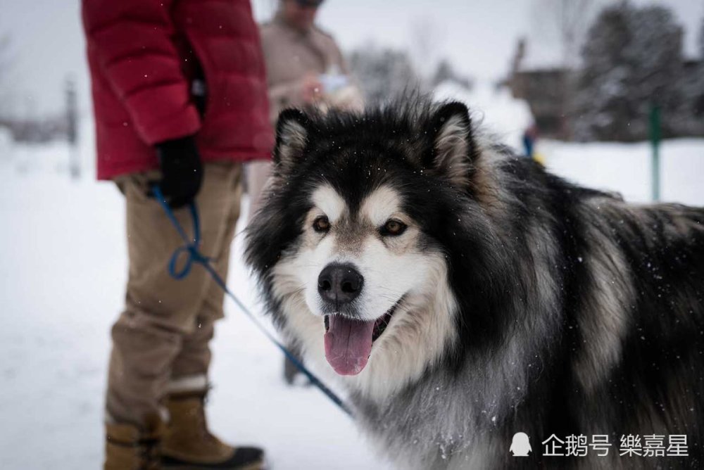 阿拉斯加雪橇犬(alaskan malamute)