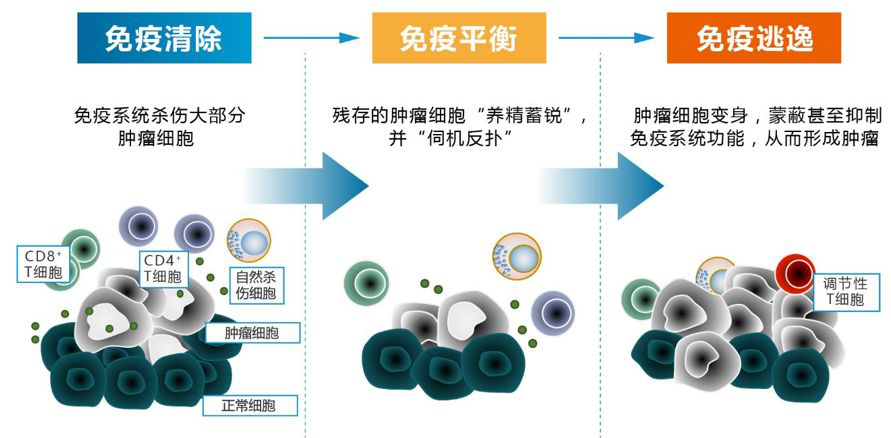 免疫治疗到底是什么过来了解一下