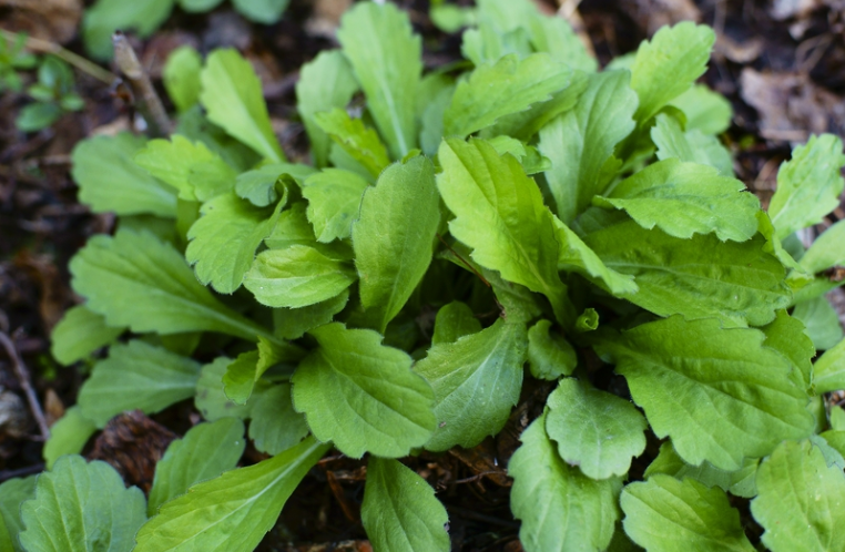 很常见的野菜,在路边田野就能找到它,是一道非常好的开胃野菜