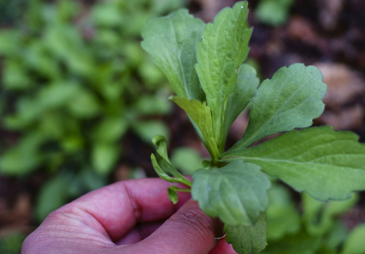 很常见的野菜在路边田野就能找到它是一道非常好的开胃野菜