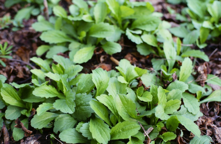 很常见的野菜在路边田野就能找到它是一道非常好的开胃野菜