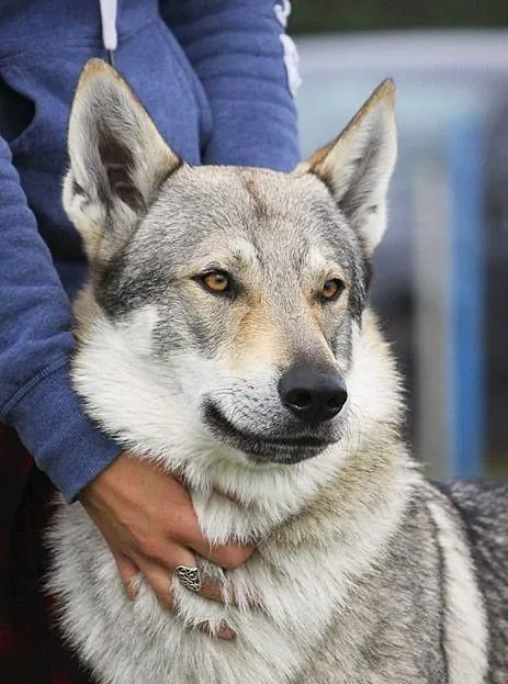 宠物百科:狼犬的起源,竟然真跟狼有联系?