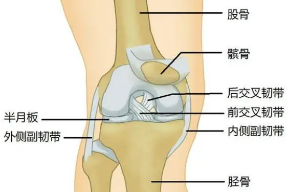 半月板:缓冲震动 5.髌上囊,翼状襞等:增加稳定性,可缓冲,减少摩擦 6.