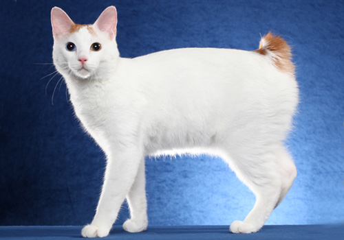 日本奇怪的短尾猫,竟然是招财猫的原型?