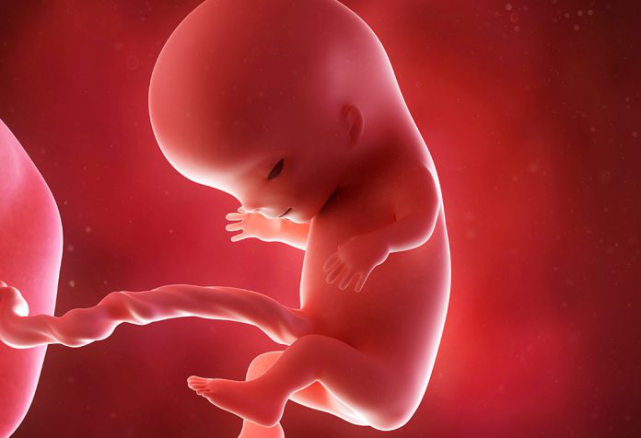 怀孕1-40周完整详细的胎儿发育过程图