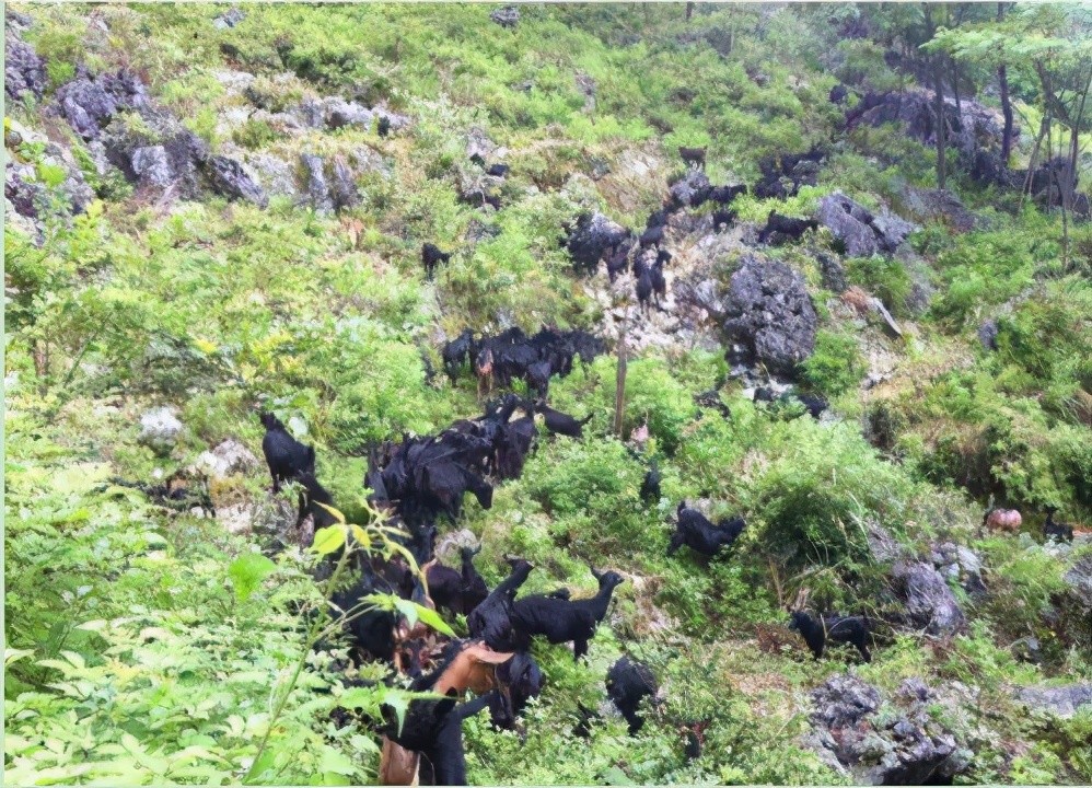 马山黑山羊一道山野间的美丽风景线