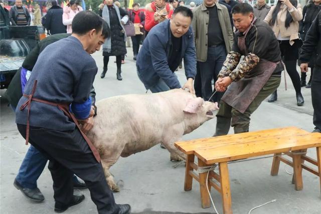 农村开始杀年猪,杀猪匠一头猪收200,还要一副小肠,合理吗?_腾讯新闻