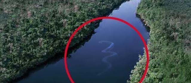 从科学的角度看几十米的大海蛇有可能存在吗
