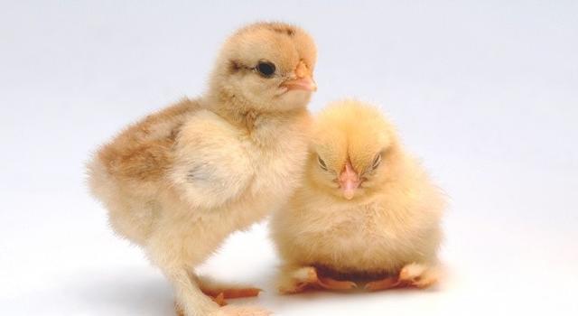 刚孵化的小鸡如何分辨公母