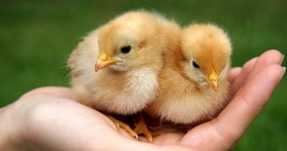 刚孵化的小鸡如何分辨公母