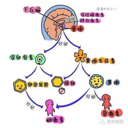 卵巢分泌的"性激素"对下丘脑-垂体又有反馈调节的作用.