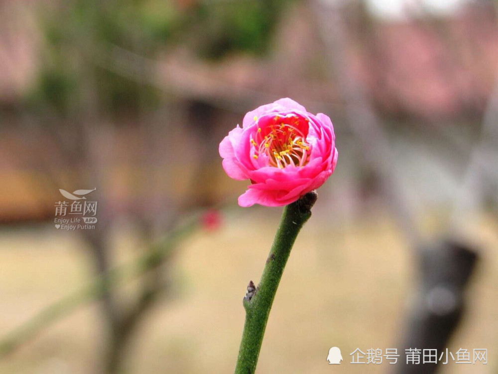 太美了!莆田梅峰寺的梅花开了