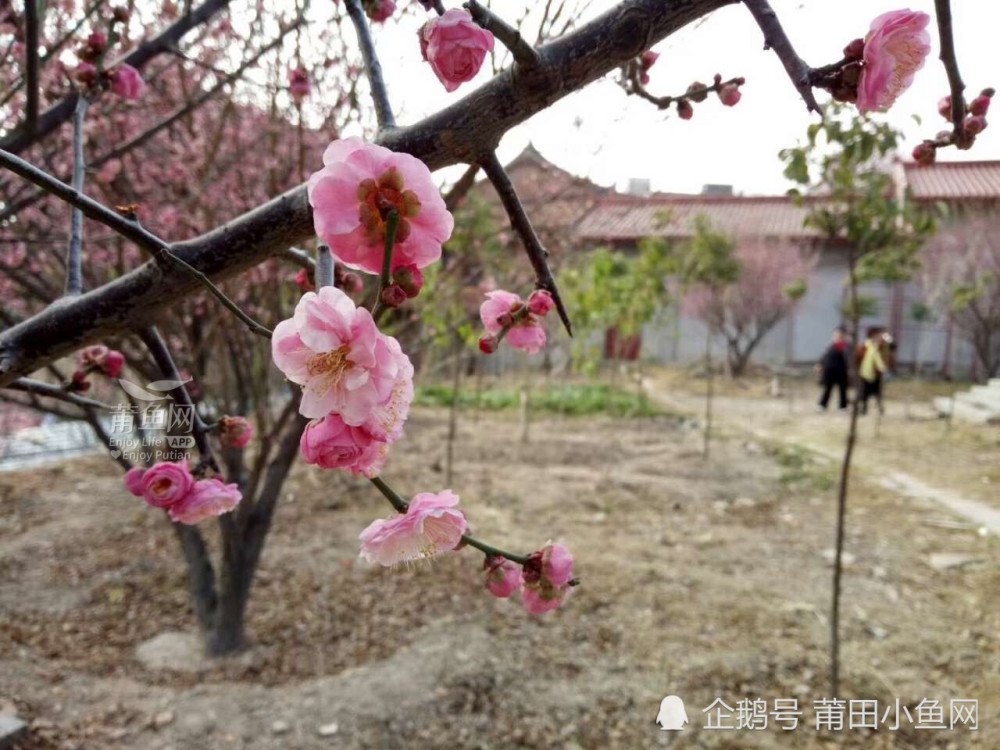 太美了!莆田梅峰寺的梅花开了